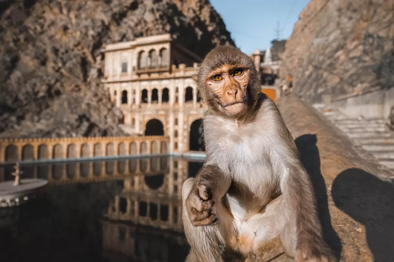 Pink City Day | Highlights of Jaipur