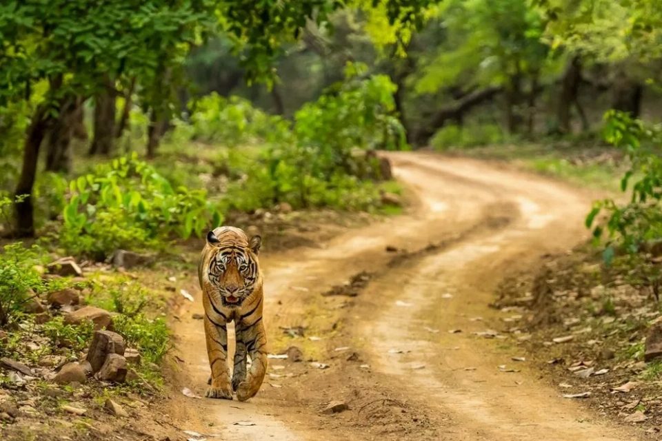 Tiger Trail - A Ranthambore Experience