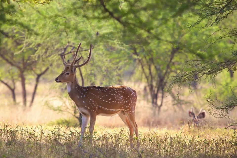 Tiger Trail - A Ranthambore Experience