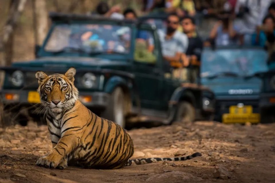 Golden Triangle And Tigers