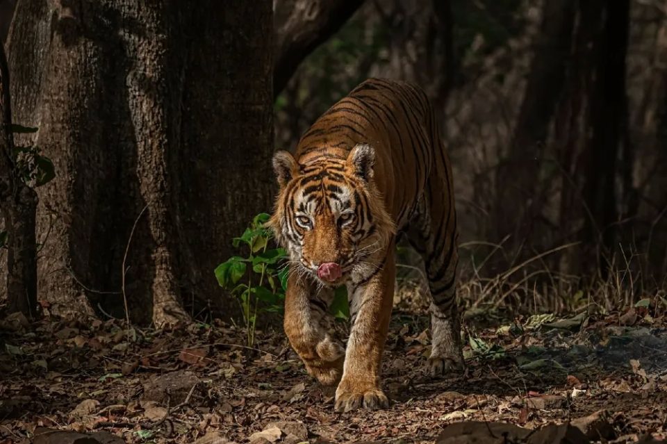 Tiger Trail - A Ranthambore Experience
